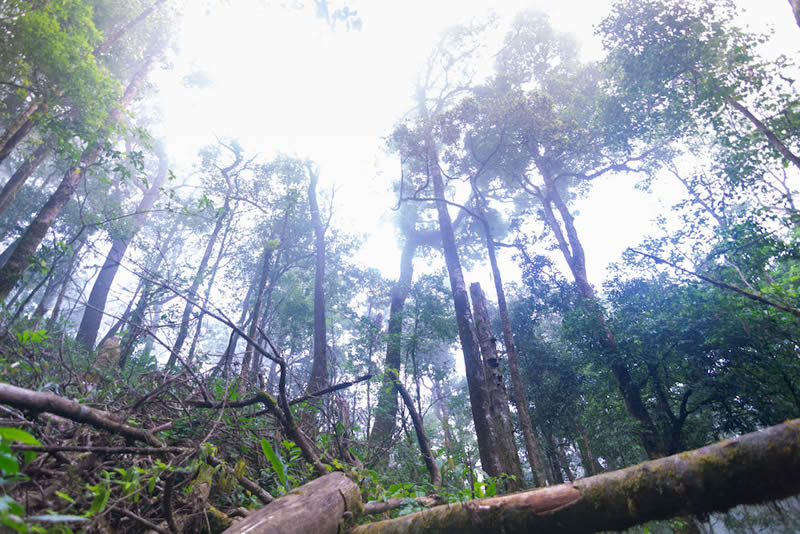 AI helps rainforest ‘guardians’ fight against deforestation