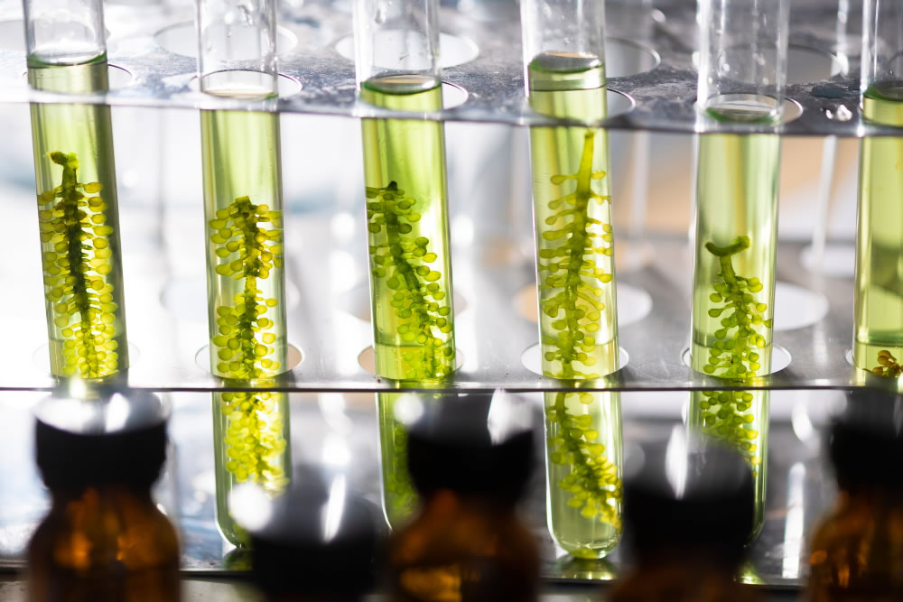 Algae used to power microprocessor for a year