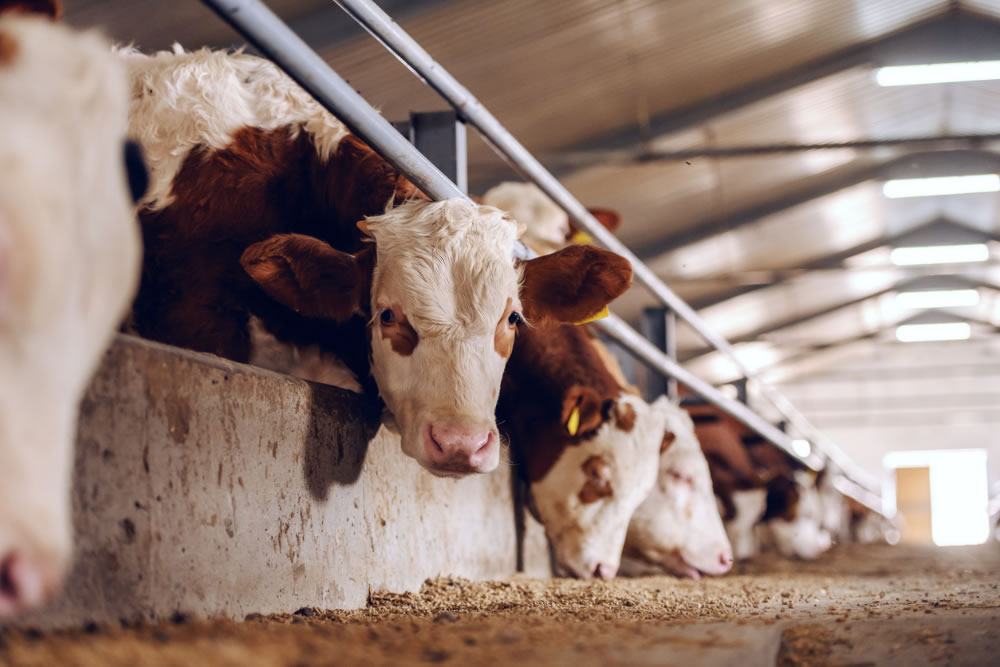 Dairy farm manure providing power for 17,000 electric vehicles