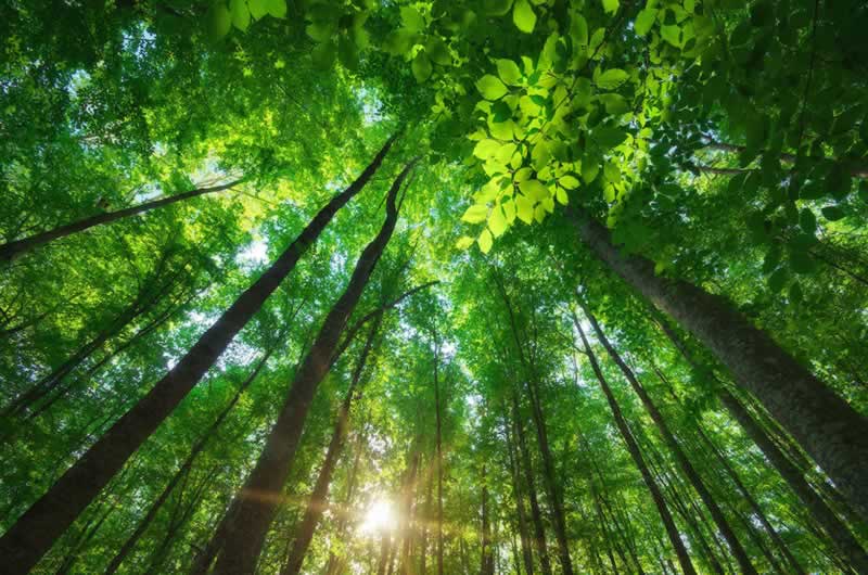 Forest patrolling drones can deploy environmental monitoring equipment