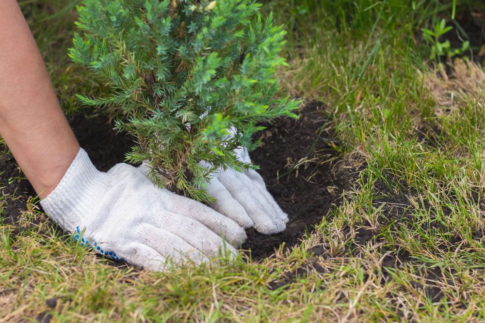 Green search engine funds planting of 150 million trees