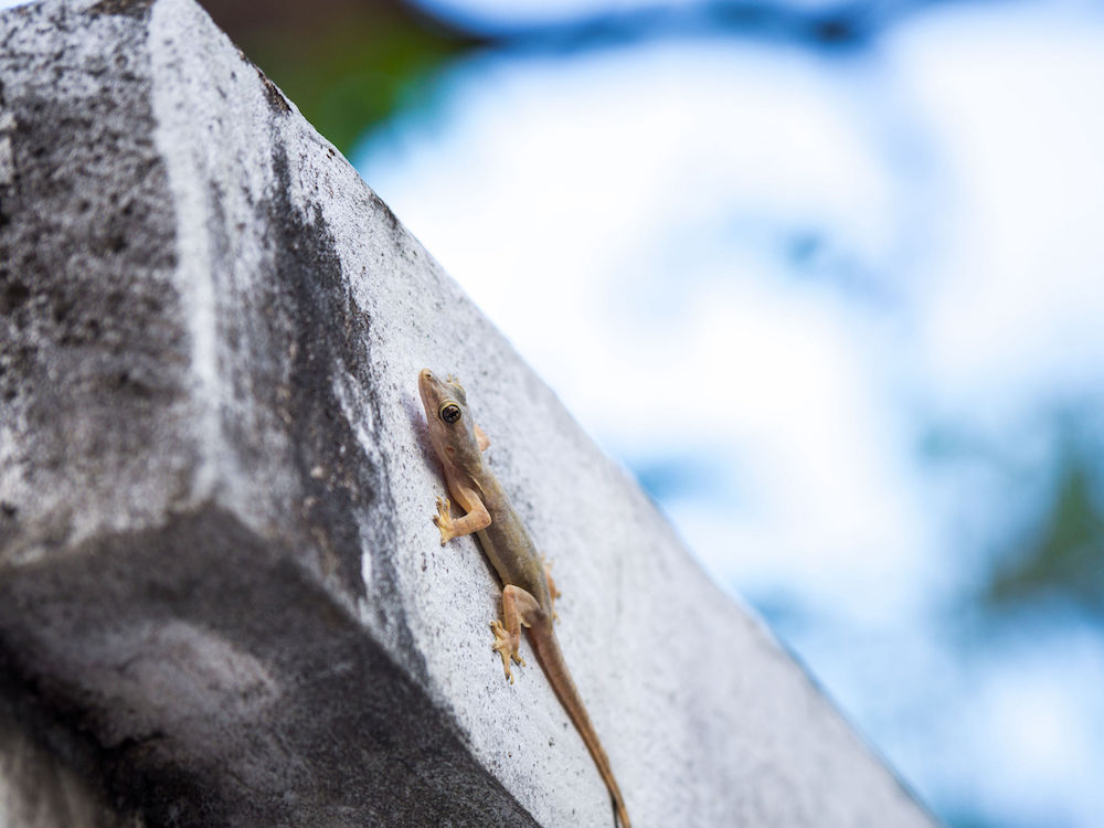 Robot reptile climbs walls just like a lizard