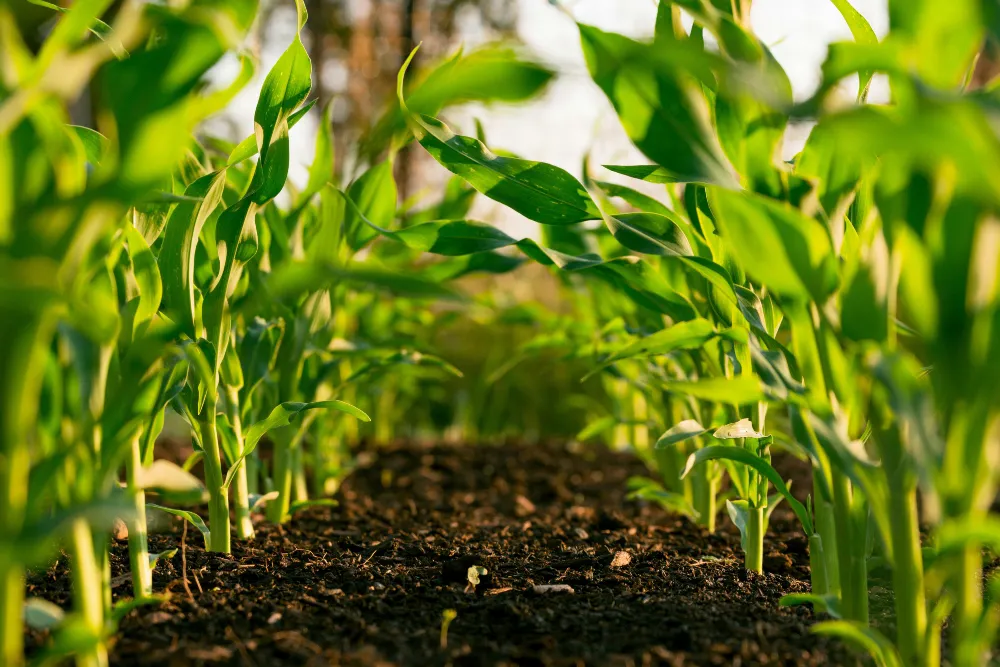 Robot dogs help farmers spot crop issues and boost yields