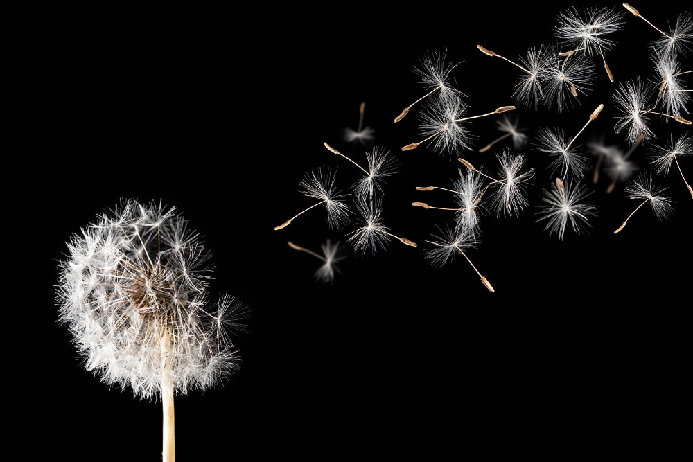 Solar-powered environment sensors float like dandelion seeds