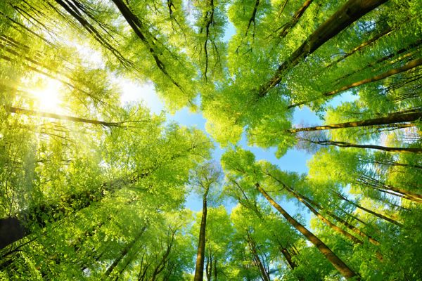 TD SYNNEX handed Bold and Brave award by carbon offsetting specialist Treedom