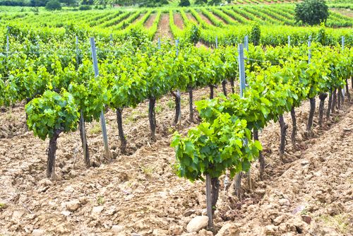 Vineyard uses smart sensors to produce award-winning wines