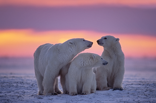 How technology helped shape David Attenborough’s new Netflix show